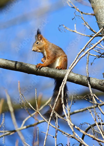Cute red squirrel sitting on a tiny tree branch