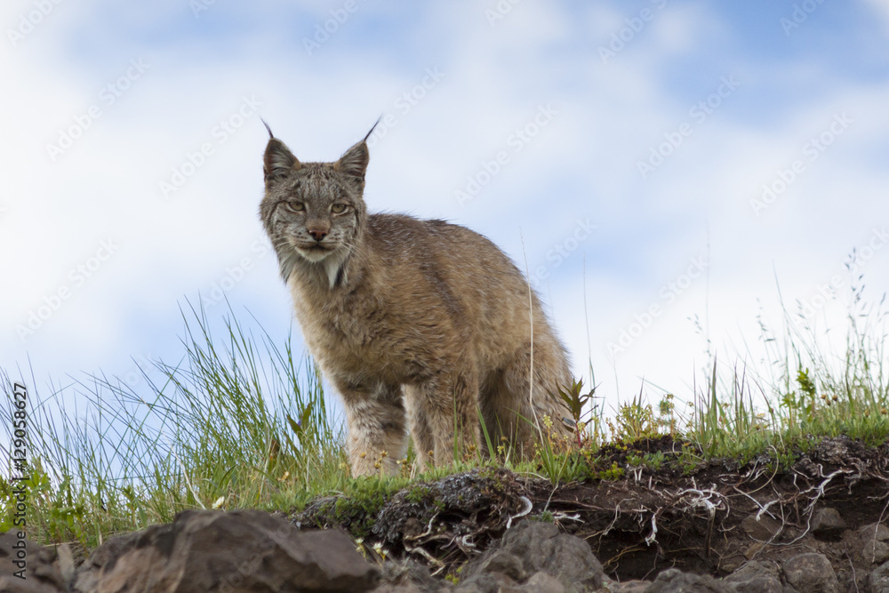 Fototapeta premium A lynx in the hills near Grassy Pass in Denali National Park, Al