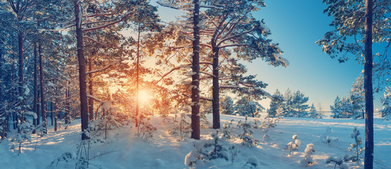 Pine trees covered with snow on frosty evening. Beautiful winter panorama