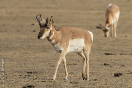 Pronghorn antelope in Yellowstone National Park, Wyoming. © mtnmichelle