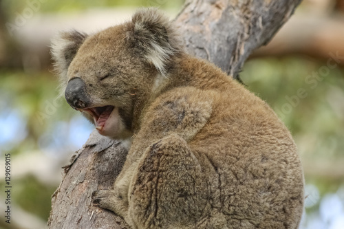 Photography Sleepy Koala