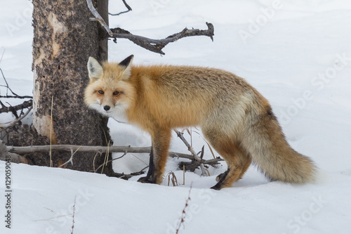 Red fox checking out his audience in Yellowstone National Park, © mtnmichelle