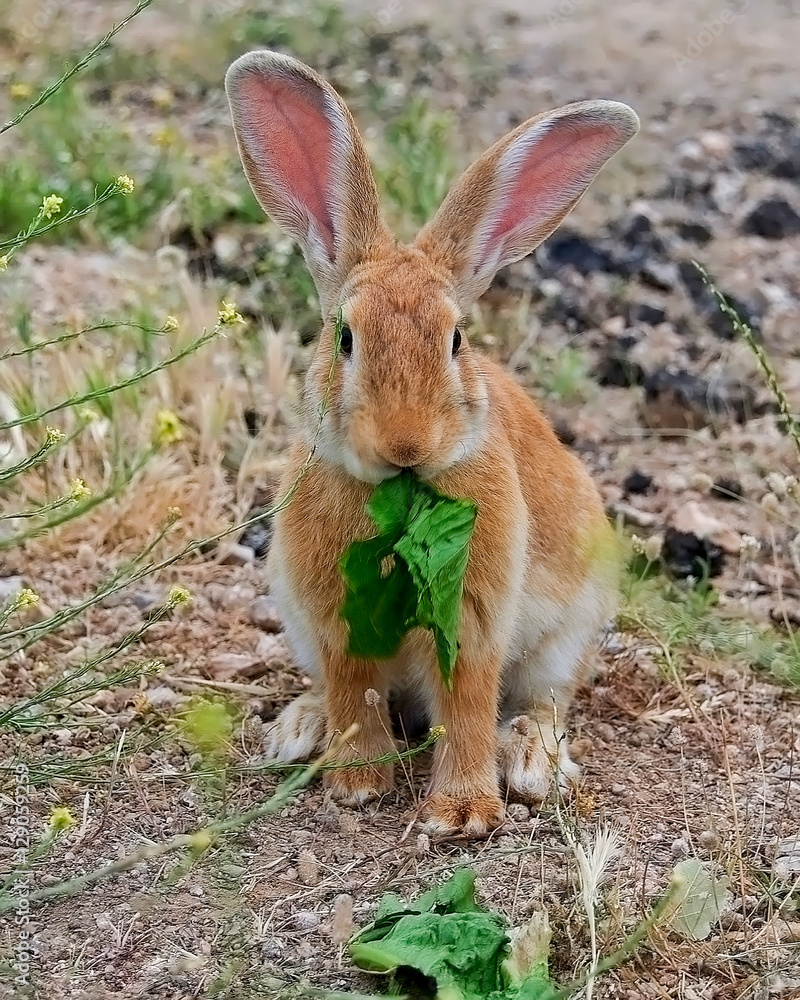 Fototapeta premium Close up to a very lovely bunny...with big ears
