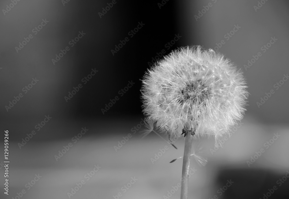 Dandelion plant in b&w