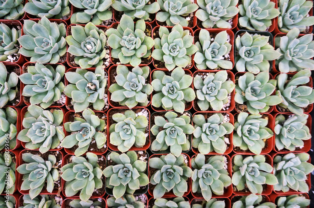 Fototapeta premium Rows of Succulants