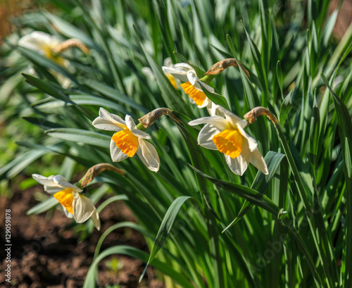 Narcissus flowers on a background of green