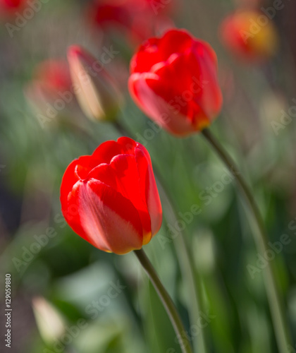 Tulips on a background of green leaves 