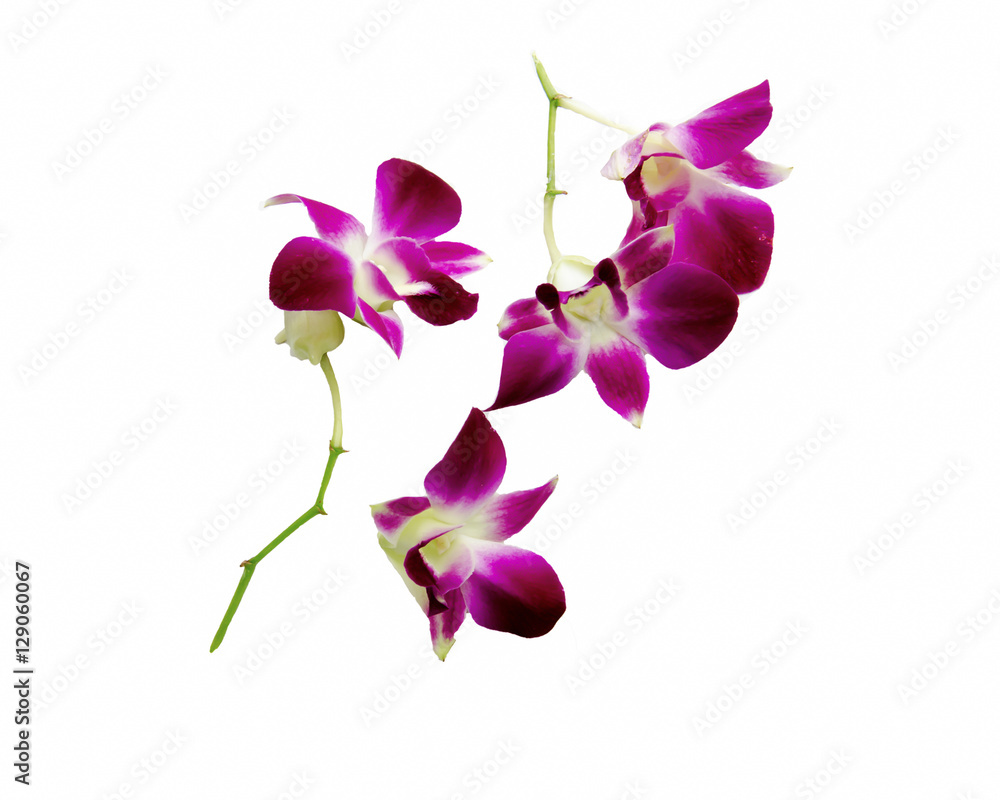 Violet orchid isolated on white background Violet orchid isolated on white background