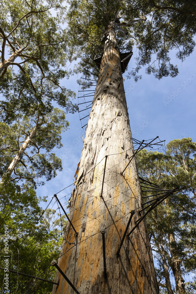 Fototapeta premium Fire Lookout at the top of a nearly 100 meter gum tree.