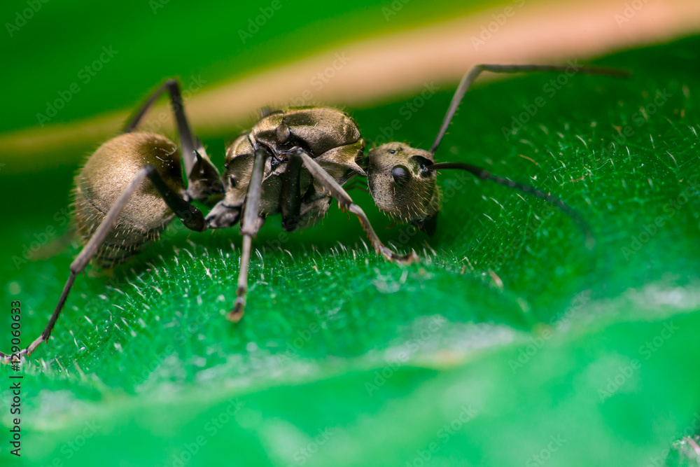 Male Worker Golden Weaver Ant (Polyrhachis dives) with three Ocelli, the simple eyes on its head, crawling on a leaf