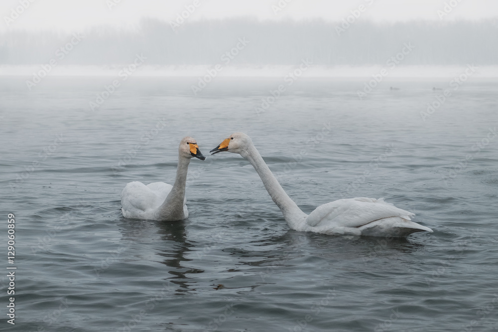 Fototapeta premium Two swans/Two swans on the river communicate