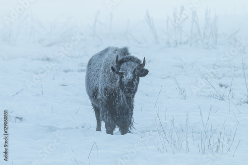 Frosty bison in the fog on a sub-zero winter morning in Yellowst photo