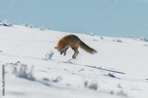 Red fox pouncing on prey in Yellowstone National Park, Wyoming