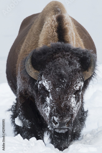 Bull bison feeding in the deep snow in Yellowstone National Park