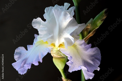 Fototapeta Naklejka Na Ścianę i Meble -  Iris hybrid 