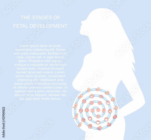 vector illustration stages of fetal development. isolated on white background. Pregnancy. Fetal growth from fertilization to birth, fetus development. Embryo development.