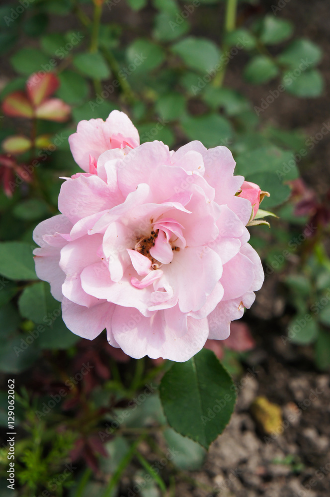 Pink rose head in the garden Pink rose head in the garden