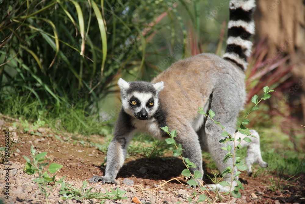 Fototapeta premium lemure