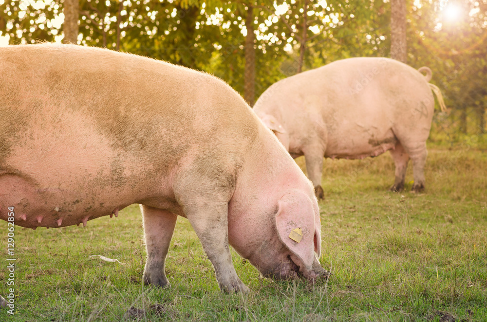 Pigs eating on the farm. Pig farm. Husbandry. Cattle grazing. Pork,food. Pigs eating on the farm. Pig farm. Husbandry. Cattle grazing. Pork,food.
