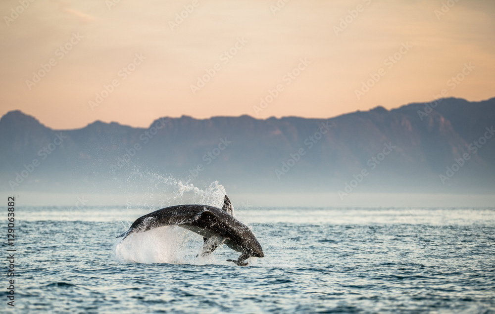 Fototapeta premium Great White Shark (Carcharodon carcharias) breaching in an attac