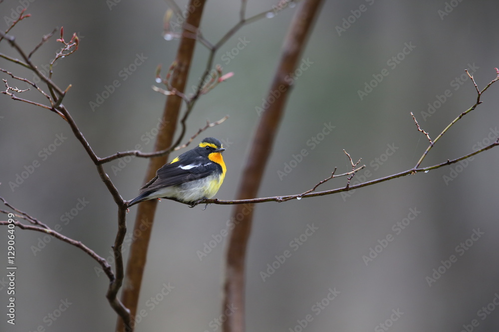 Naklejka premium キビタキ,スズメ目,ヒタキ科,ヒタキ亜科 