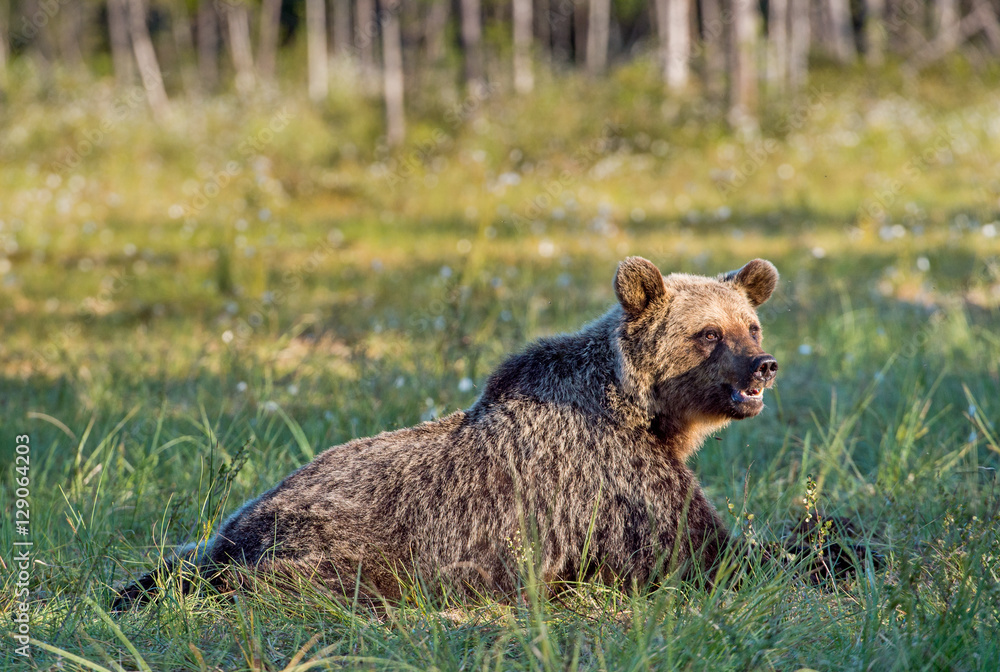 Wild Brown bear (Ursus Arctos Arctos) in the summer forest. Natural green Background