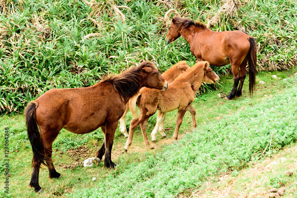 Fototapeta premium 与那国馬