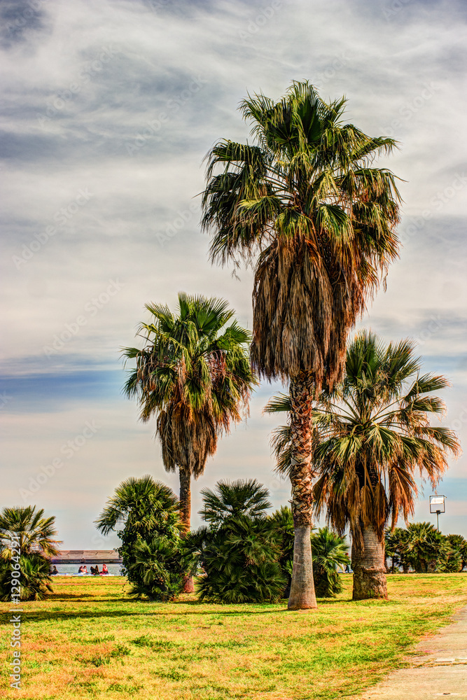Palm trees along the coast in Palermo at beautiful sunny day. Image of tropical vacation and sunny happiness. Filtered vintage photo. Palm trees along the coast in Palermo at beautiful sunny day. Image of tropical vacation and sunny happiness. Filtered vintage photo.