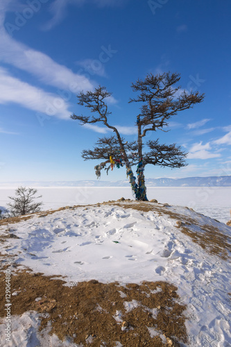 lonely holy tree and rock Shamanka Olkhon island in lake Baikal © Baikal360