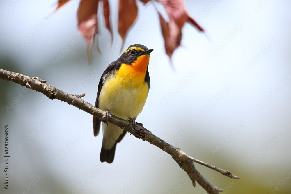 Naklejka premium キビタキ,スズメ目,ヒタキ科,ヒタキ亜科