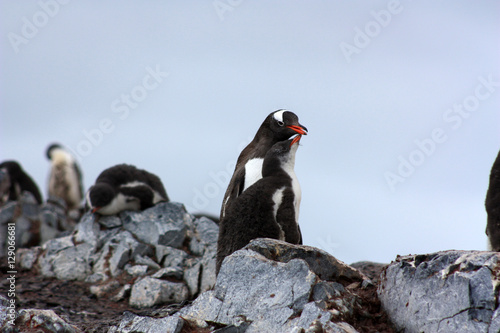 Eselspinguine-Antarktis