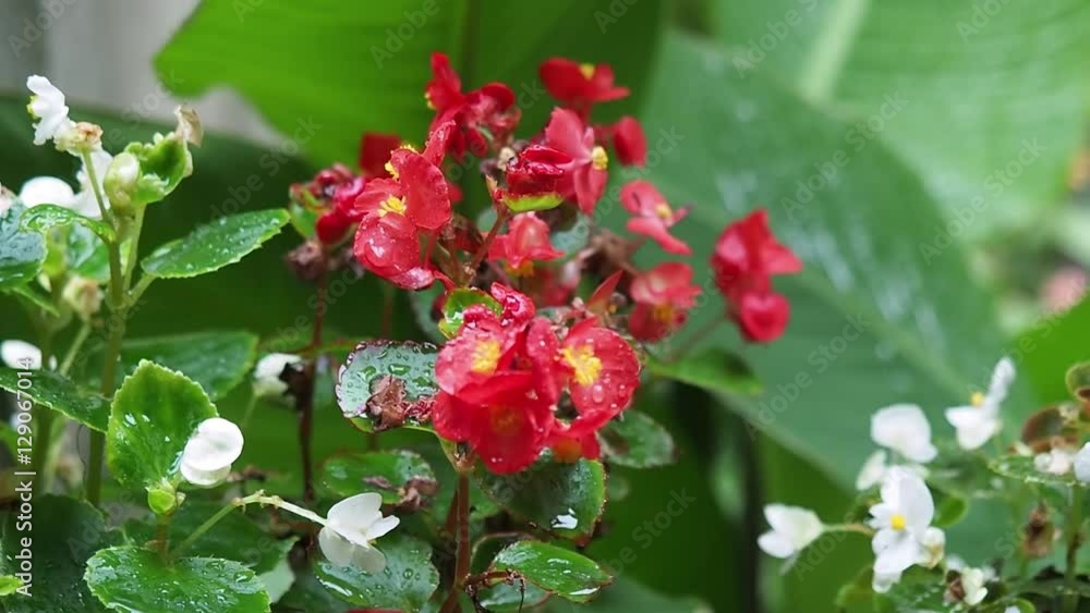 Garden flowers in the rain gently swinging in the breeze. Rain falling on flowers. Close-up of dew drops on flowers leaves with gentle breeze Garden flowers in the rain gently swinging in the breeze. Rain falling on flowers. Close-up of dew drops on flowers leaves with gentle breeze