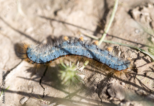 caterpillar on the ground in the nature close-up