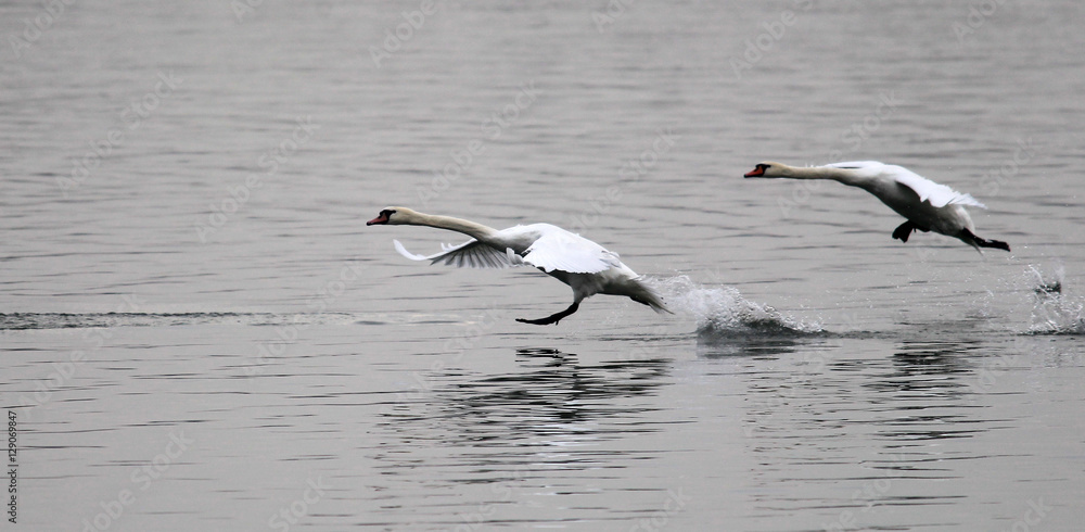 Two swans landing on the Danube river in Zemun, Belgrade, Serbia.
