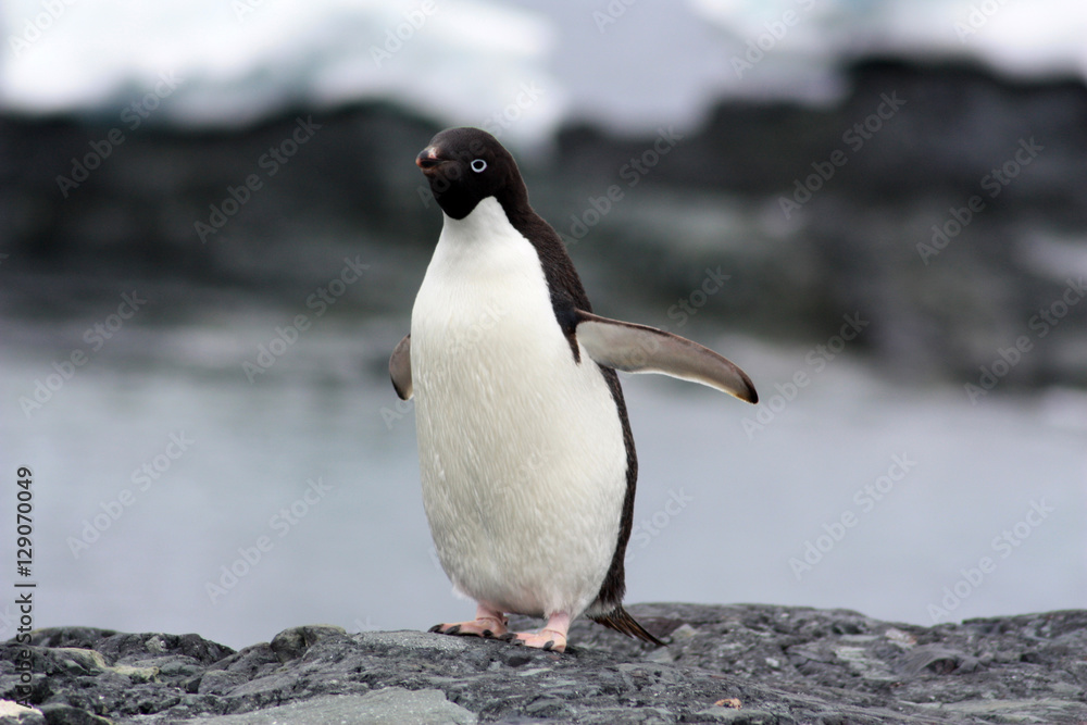 Obraz premium Adeliepinguin