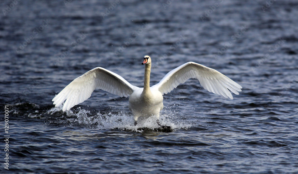Mute swan landing on the Danube river in Zemun, Belgrade, Serbia. Mute swan landing on the Danube river in Zemun, Belgrade, Serbia.