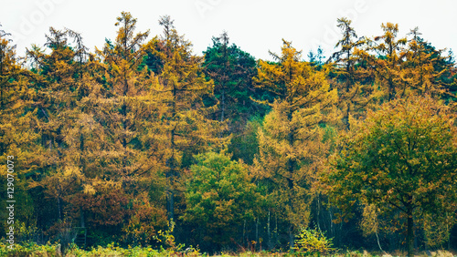 Yellow colored pine trees in forest during autumn.