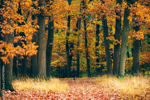 Woman walking on path covered with leaves in autumn forest.