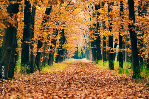 Path covered with leaves in autumn forest.