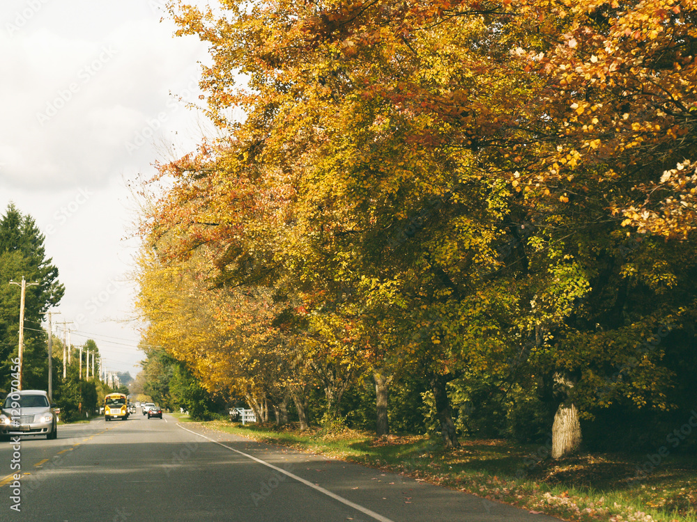 Obraz premium Sunny and warm autumn day in the Langley, canada, fall colour in , high iso in lowlight, more noisy grain, shallow deep of field, 400, gausion blur, , dark , blended, motion