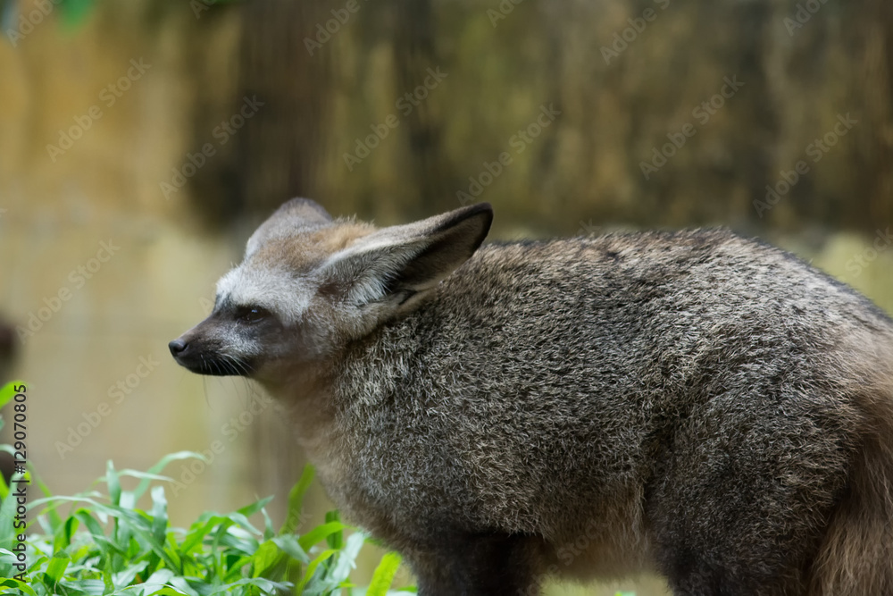 Naklejka premium Bat-eared fox