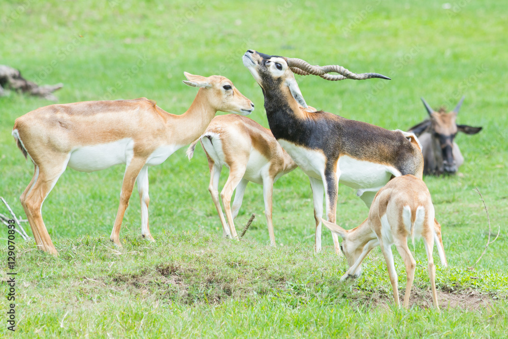 Fototapeta premium Male and female Grant's gazelles in breeding behavior