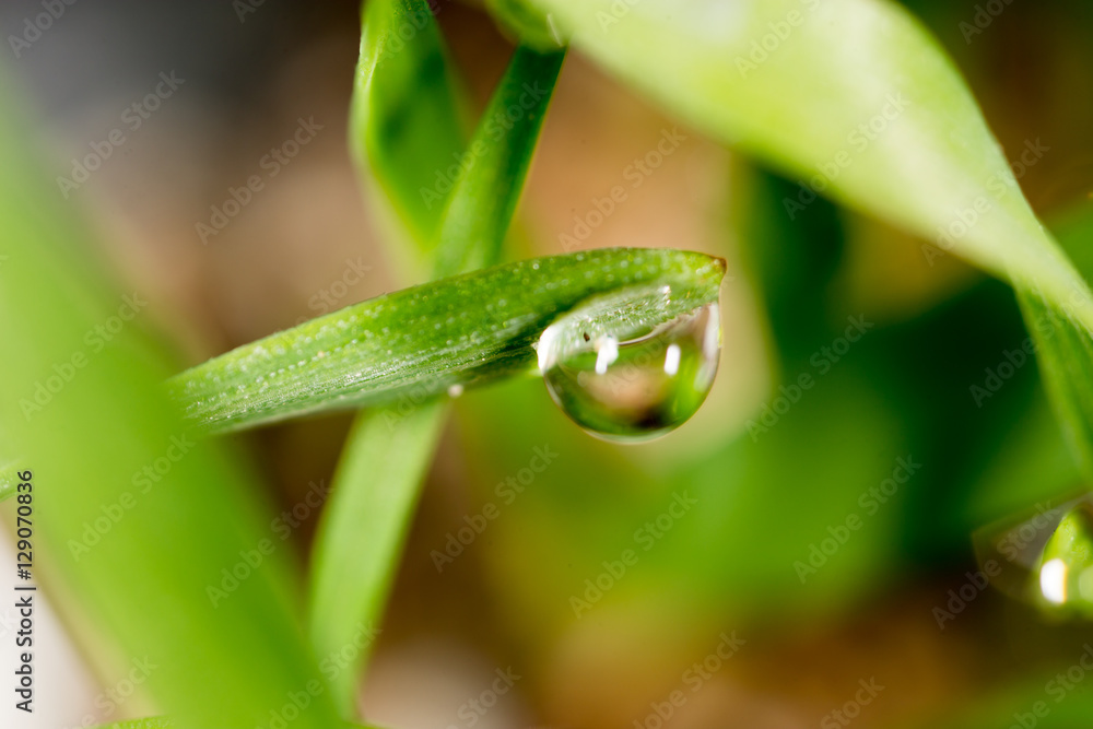 drops of dew on the green grass. macro drops of dew on the green grass. macro