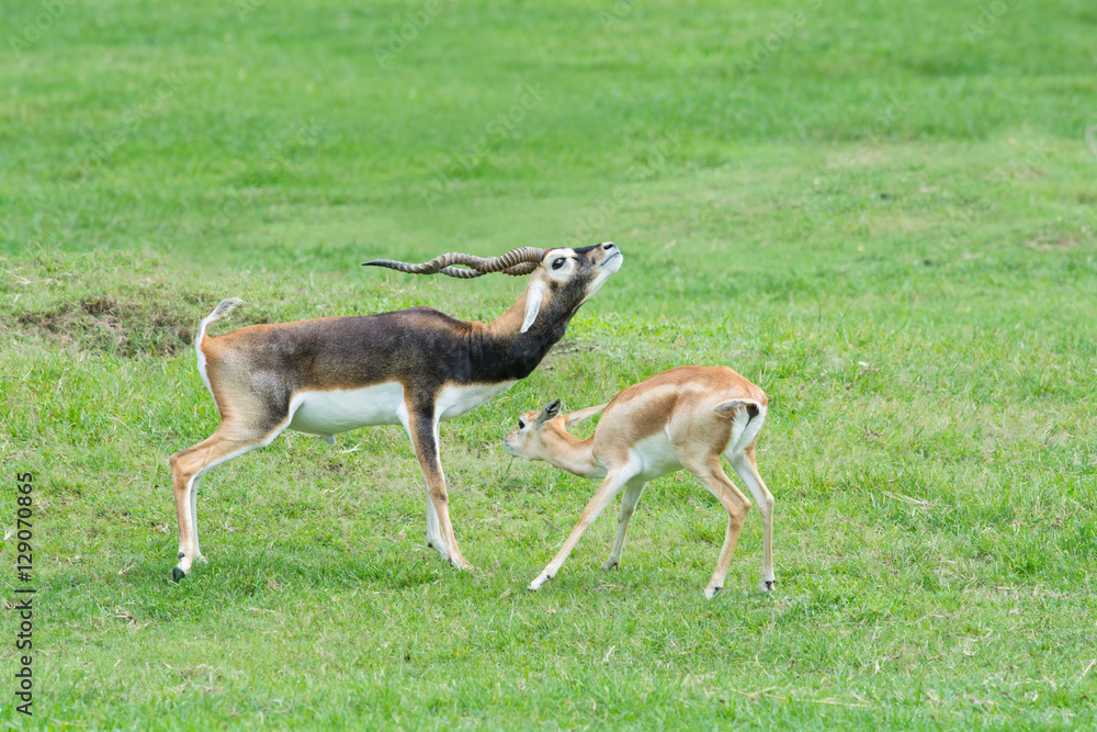 Male and female Grant's gazelles in breeding behavior Male and female Grant's gazelles in breeding behavior