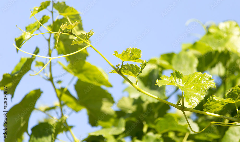 Obraz premium branch of grapes on a background of blue sky