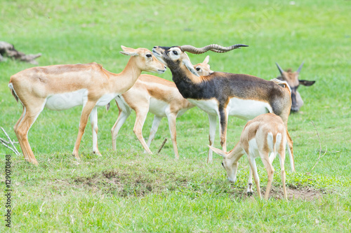 Fototapeta Naklejka Na Ścianę i Meble -  Male and female Grant's gazelles in breeding behavior