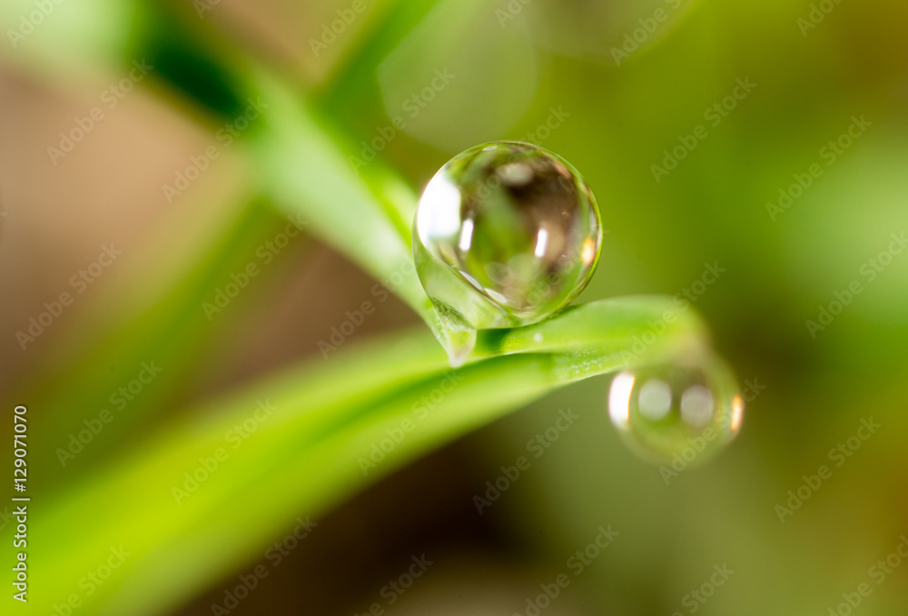 drops of dew on the green grass. macro drops of dew on the green grass. macro