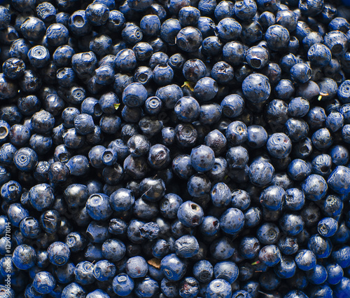 Bilberry Background Photo