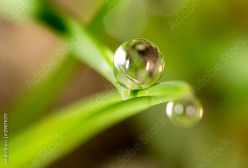 drops of dew on the green grass. macro