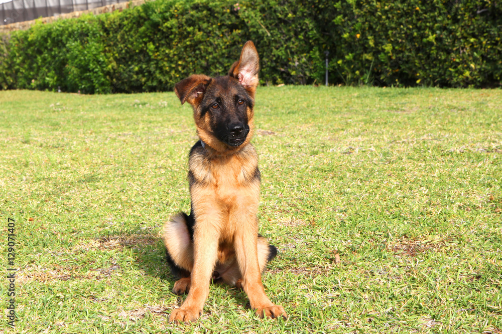 Cute smart puppy of german shepherd is sitting on the green grass. Cute smart puppy of german shepherd is sitting on the green grass.